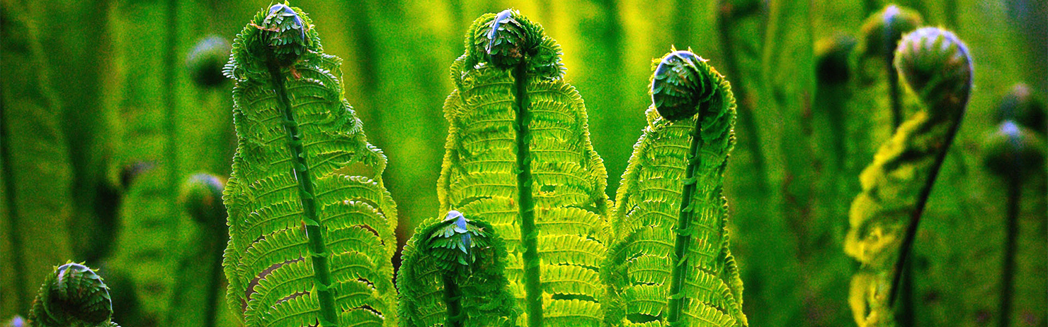 取之天然：用于自然：植物保?。汉椭C植保